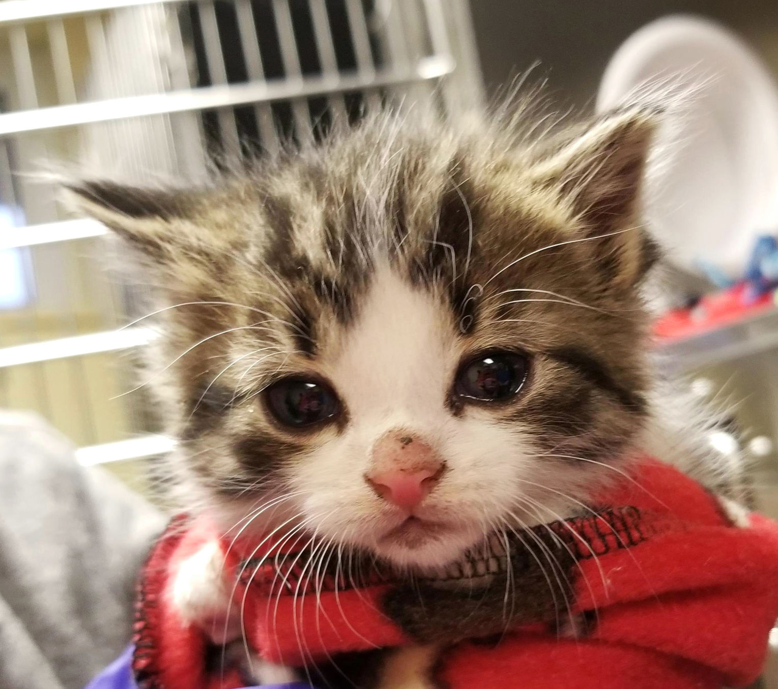 kitten